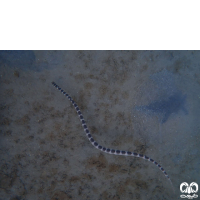 گونه مار دریایی آراسته Ornate Sea Snake